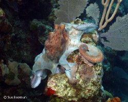 Octopus at Black Coral Wall, Utila by Susan Beerman 